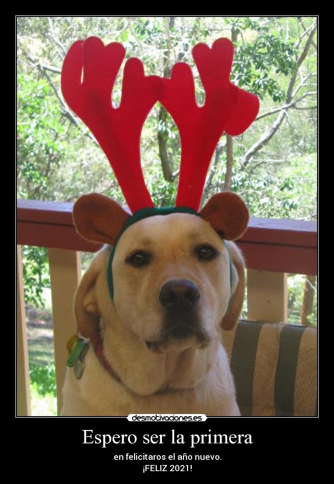 Espero ser la primera - en felicitaros el año nuevo.
¡FELIZ 2021!