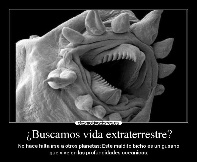 ¿Buscamos vida extraterrestre? - No hace falta irse a otros planetas: Este maldito bicho es un gusano
que vive en las profundidades oceánicas.