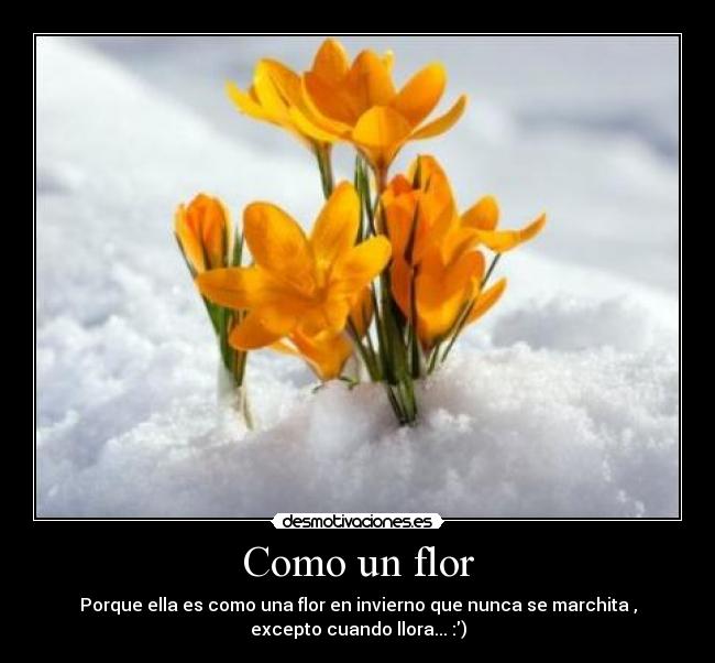 Como un flor - Porque ella es como una flor en invierno que nunca se marchita ,
excepto cuando llora... :)