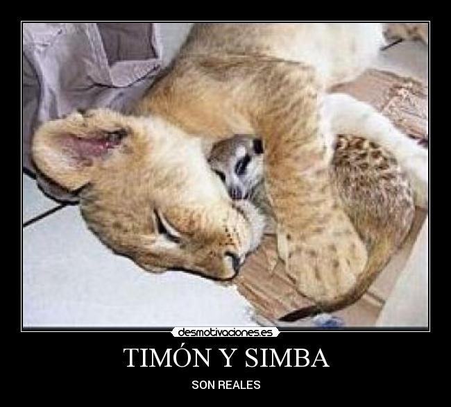 TIMÓN Y SIMBA - 