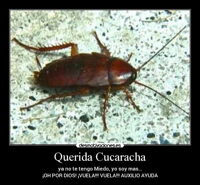 Querida Cucaracha - 