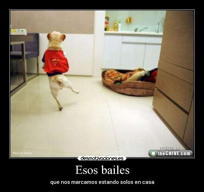 carteles bailar solos perrito desmotivaciones