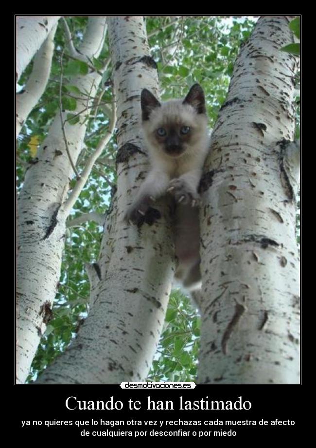 Cuando te han lastimado -