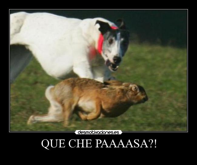 QUE CHE PAAAASA?! - 