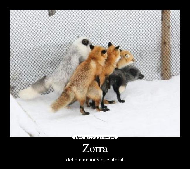 Zorra - 