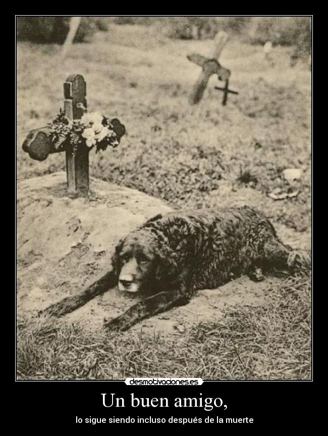 Un buen amigo, -