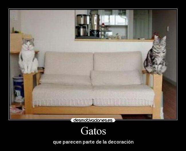 Gatos - que parecen parte de la decoración