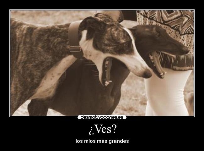 ¿Ves? - los míos mas grandes