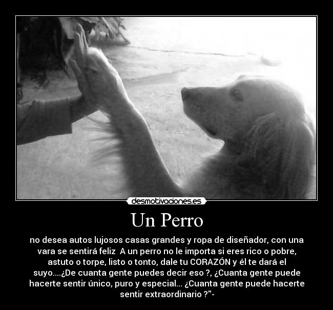 Un Perro -