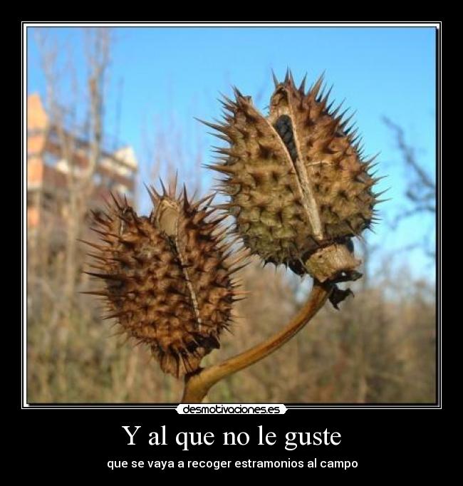 Y al que no le guste - 