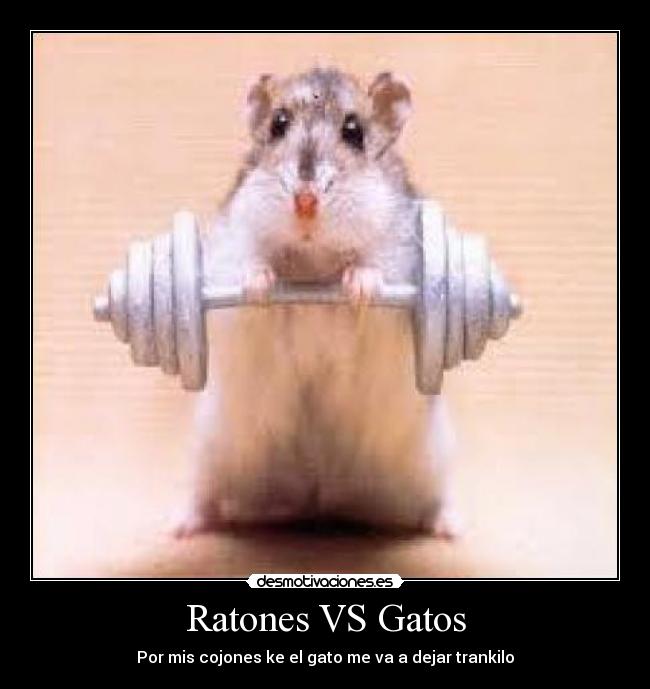 Ratones VS Gatos - 