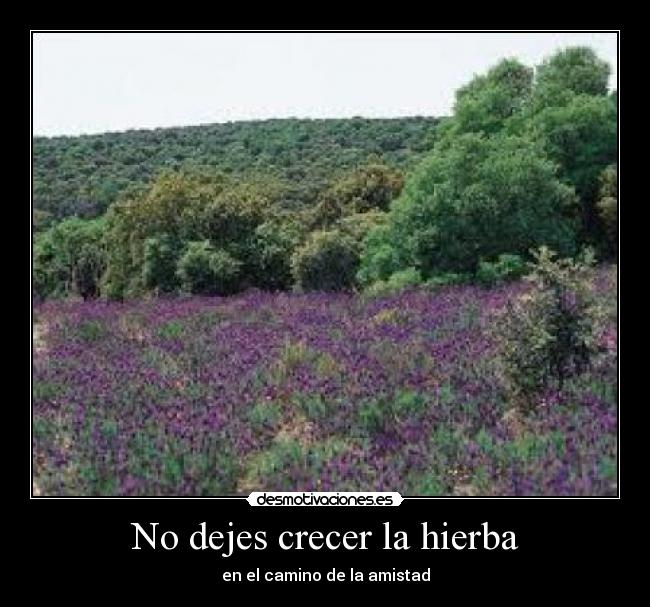 No dejes crecer la hierba -