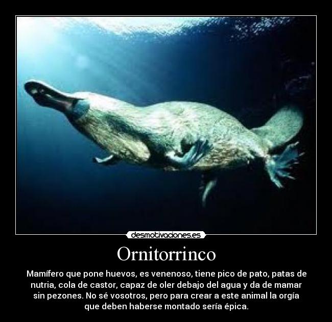 Ornitorrinco - Mamífero que pone huevos, es venenoso, tiene pico de pato, patas de
nutria, cola de castor, capaz de oler debajo del agua y da de mamar
sin pezones. No sé vosotros, pero para crear a este animal la orgía
que deben haberse montado sería épica.