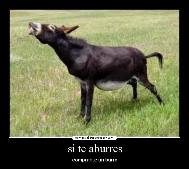 si te aburres - comprante un burro