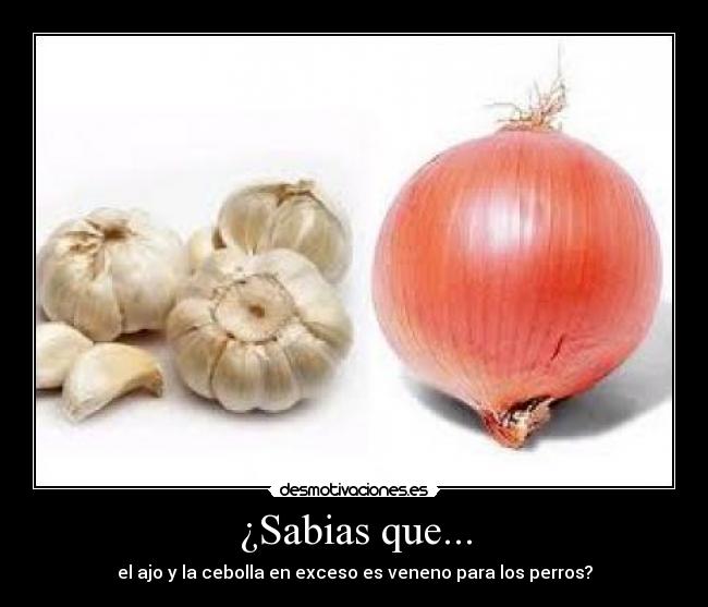 ¿Sabias que... - el ajo y la cebolla en exceso es veneno para los perros?