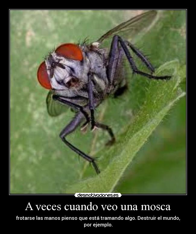 A veces cuando veo una mosca -