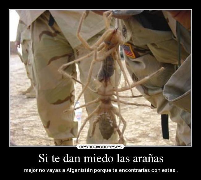 Si te dan miedo las arañas - mejor no vayas a Afganistán porque te encontrarías con estas .