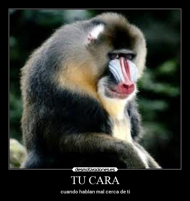 TU CARA - cuando hablan mal cerca de ti