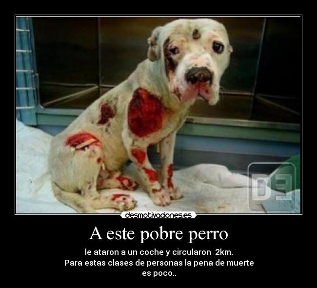 A este pobre perro -