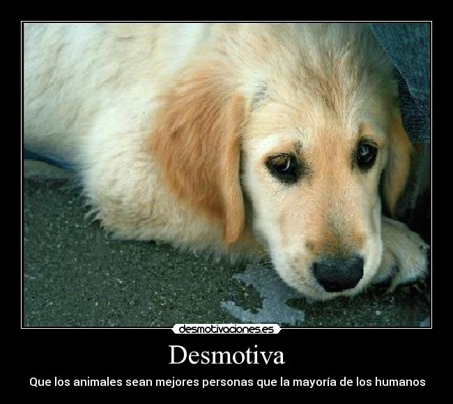 Desmotiva - Que los animales sean mejores personas que la mayoría de los humanos