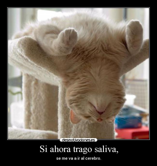 carteles gato desmotivaciones