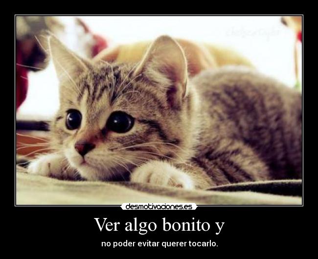 carteles intruders que gatito mas lindo qazx desmotivaciones