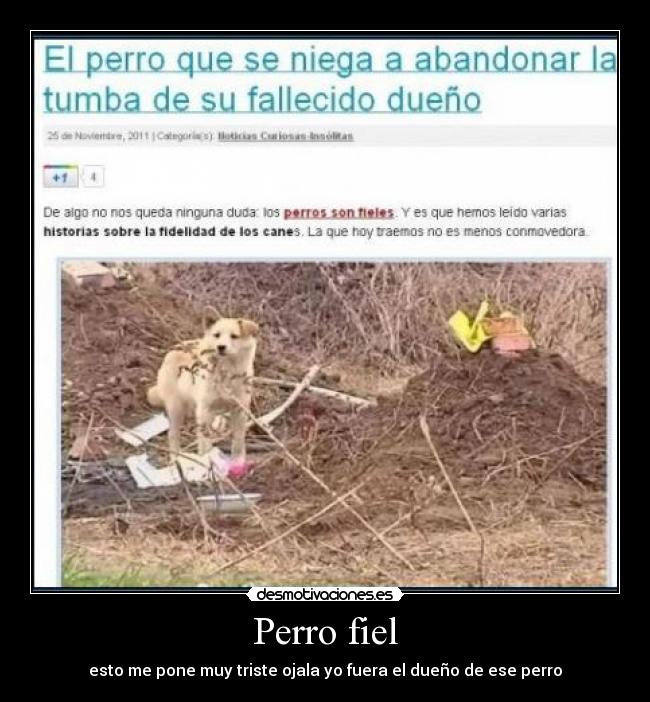 Perro fiel - esto me pone muy triste ojala yo fuera el dueño de ese perro