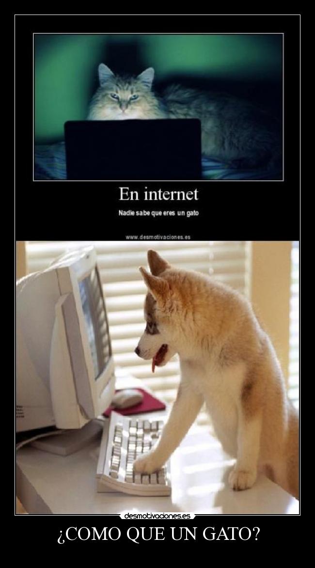 ¿COMO QUE UN GATO? -