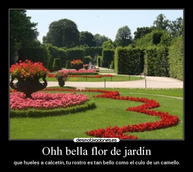 Ohh bella flor de jardín - que hueles a calcetín, tu rostro es tan bello como el culo de un camello.