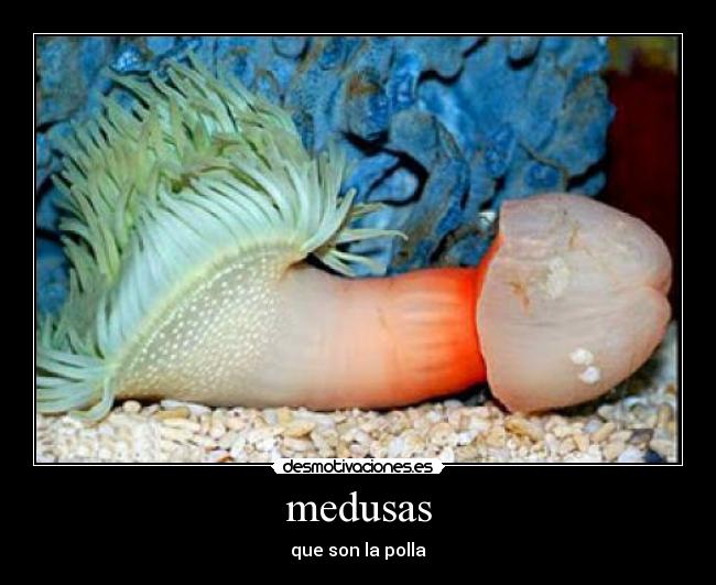 medusas -