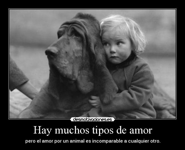 Hay muchos tipos de amor - pero el amor por un animal es incomparable a cualquier otro.