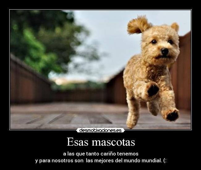 Esas mascotas - a las que tanto cariño tenemos
y para nosotros son  las mejores del mundo mundial. (: