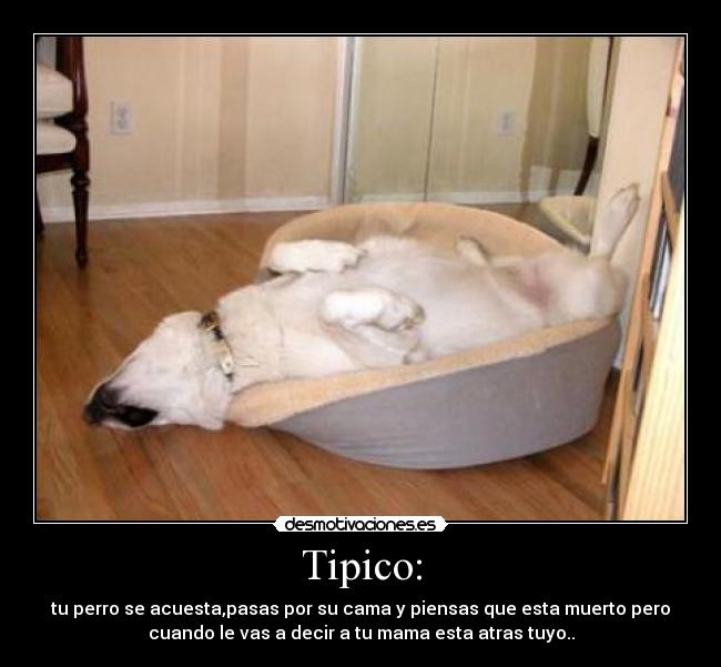 Tipico: - 