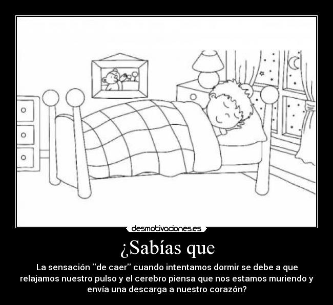 ¿Sabías que - La sensación de caer cuando intentamos dormir se debe a que
relajamos nuestro pulso y el cerebro piensa que nos estamos muriendo y
envía una descarga a nuestro corazón?