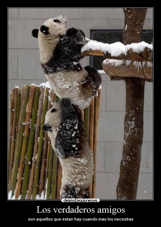 Los verdaderos amigos -