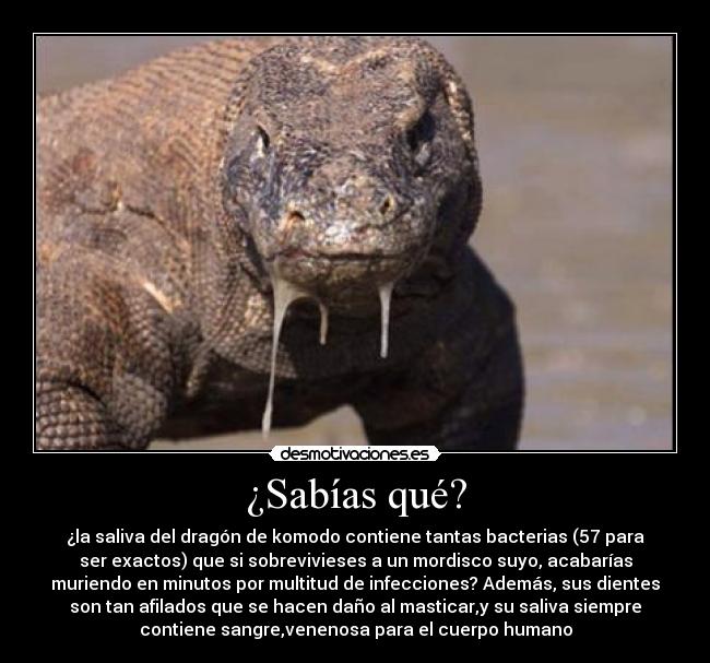 ¿Sabías qué? - ¿la saliva del dragón de komodo contiene tantas bacterias (57 para
ser exactos) que si sobrevivieses a un mordisco suyo, acabarías
muriendo en minutos por multitud de infecciones? Además, sus dientes
son tan afilados que se hacen daño al masticar,y su saliva siempre
contiene sangre,venenosa para el cuerpo humano
