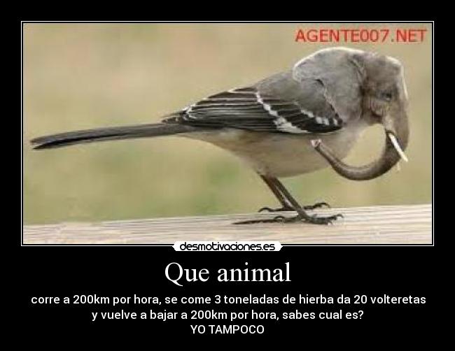 Que animal - corre a 200km por hora, se come 3 toneladas de hierba da 20 volteretas
y vuelve a bajar a 200km por hora, sabes cual es?
YO TAMPOCO