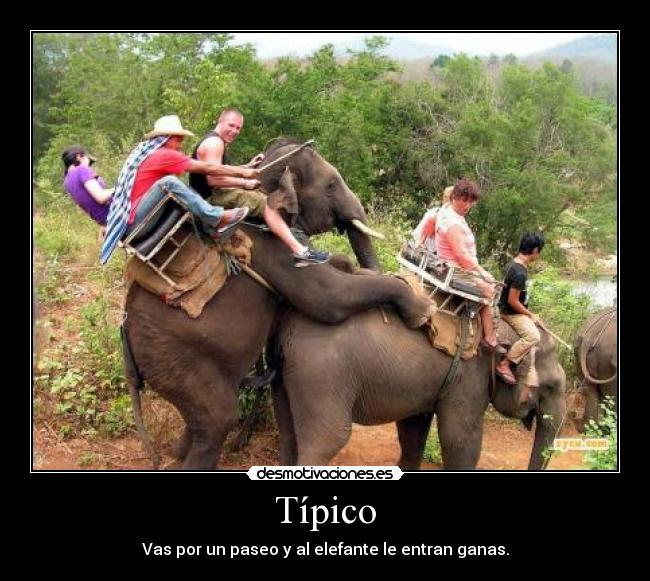 Típico - Vas por un paseo y al elefante le entran ganas.