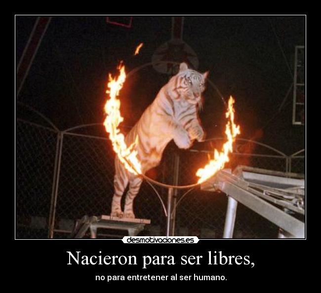 Nacieron para ser libres, -