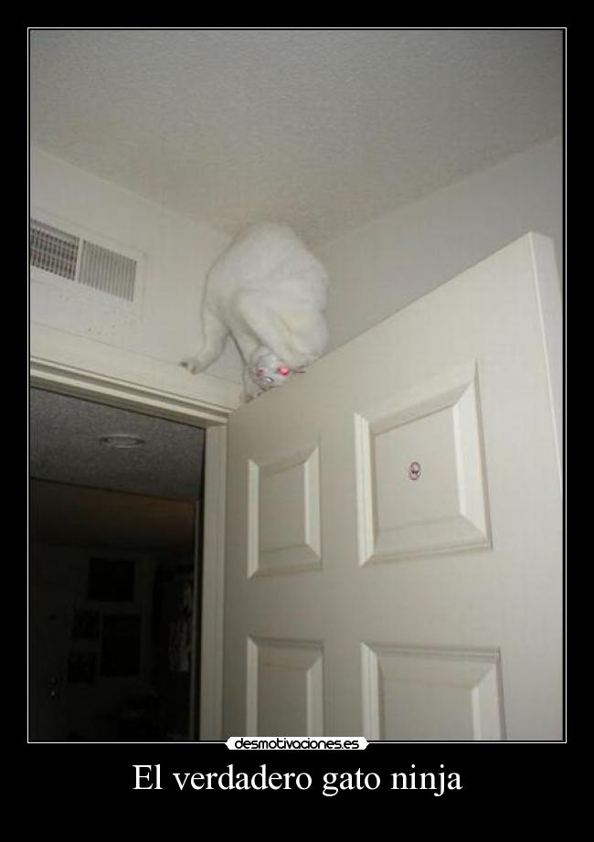 El verdadero gato ninja - 