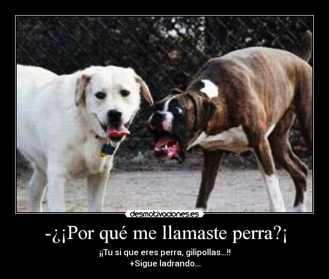 -¿¡Por qué me llamaste perra?¡ carteles perra enfadada desmotivaciones