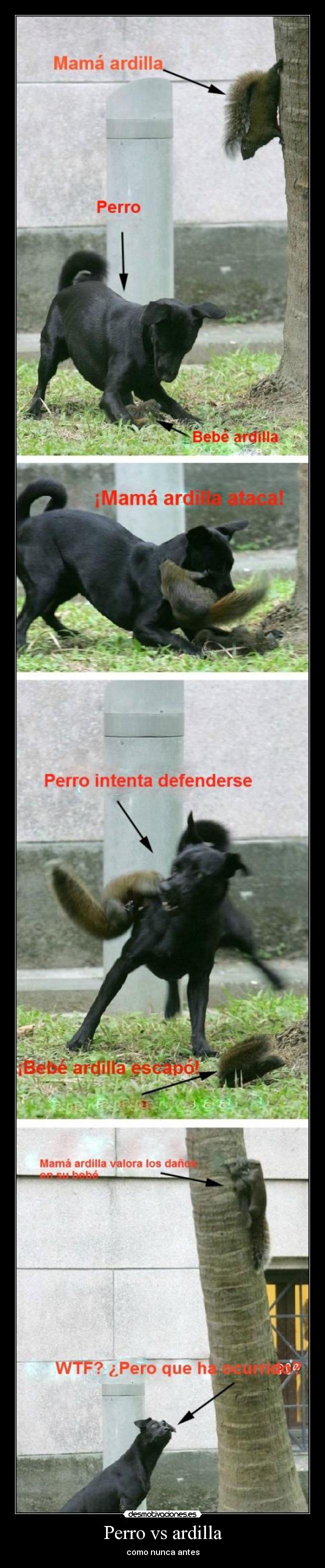 Perro vs ardilla - como nunca antes