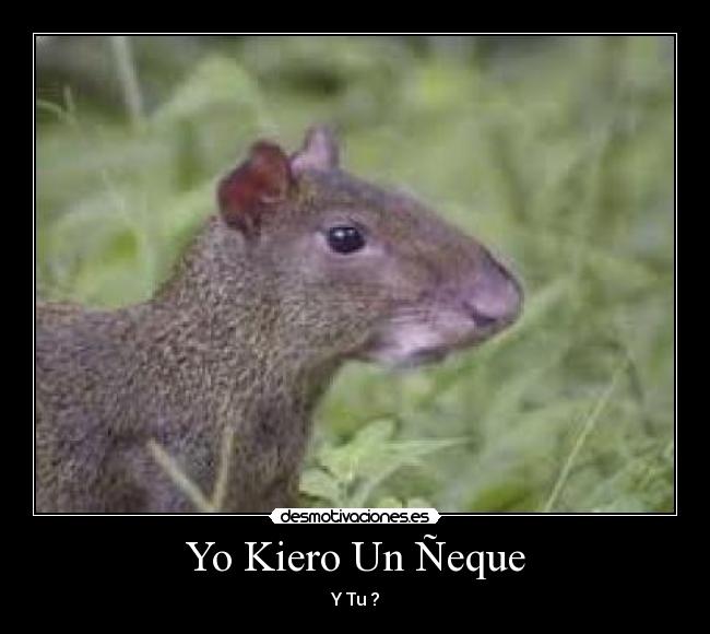 Yo Kiero Un Ñeque - 