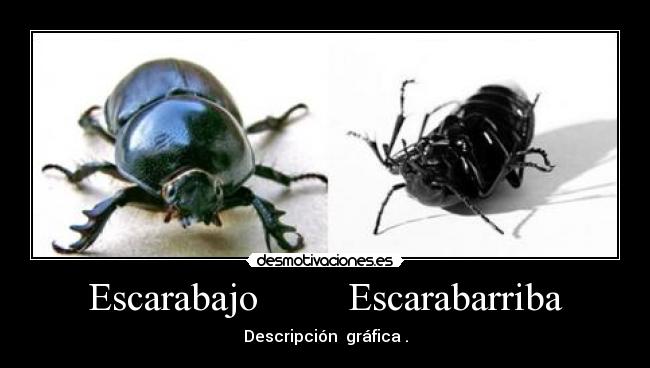 Escarabajo Escarabarriba -