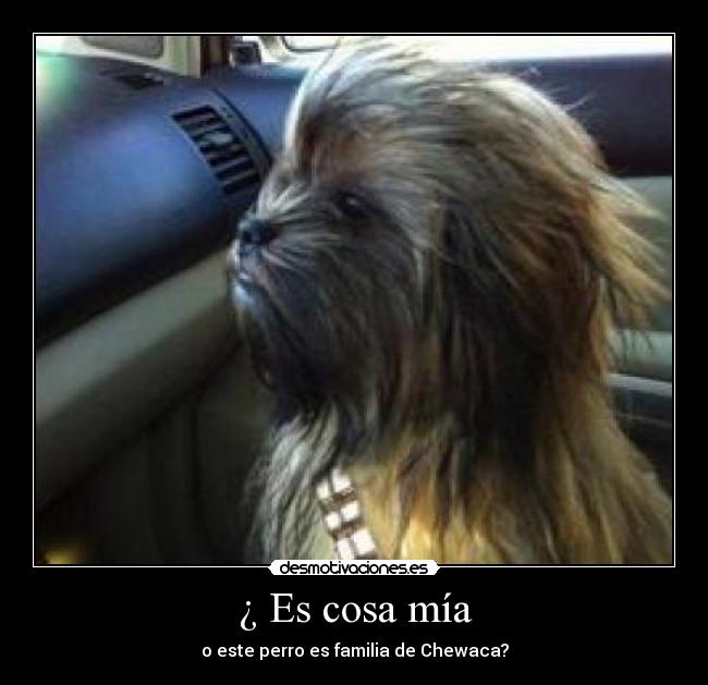 ¿ Es cosa mía - o este perro es familia de Chewaca?