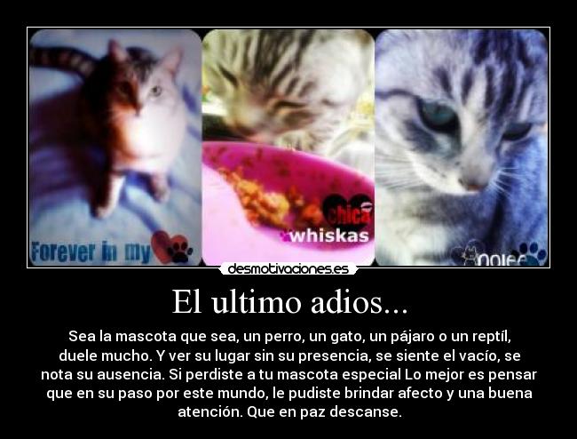 carteles voto recuerdo nuestras mascotas desmotivaciones