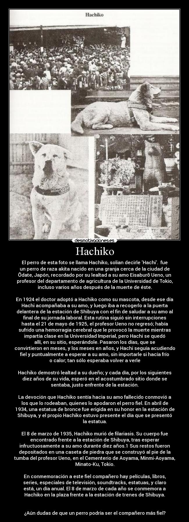 Hachiko - El perro de esta foto se llama Hachiko, solian decirle Hachi. fue
un perro de raza akita nacido en una granja cerca de la ciudad de
Ōdate, Japón, recordado por su lealtad a su amo Eisaburō Ueno, un
profesor del departamento de agricultura de la Universidad de Tokio,
incluso varios años después de la muerte de éste.
En 1924 el doctor adoptó a Hachiko como su mascota, desde ese día
Hachi acompañaba a su amo, y luego iba a recogerlo a la puerta
delantera de la estación de Shibuya con el fin de saludar a su amo al
final de su jornada laboral. Esta rutina siguió sin interrupciones
hasta el 21 de mayo de 1925, el profesor Ueno no regresó; había
sufrido una hemorragia cerebral que le provocó la muerte mientras
impartía clase en la Universidad Imperial, pero Hachi se quedó
allí, en su sitio, esperándole. Pasaron los días, que se
convirtieron en meses, y los meses en años, y Hachi seguía acudiendo
fiel y puntualmente a esperar a su amo, sin importarle si hacía frío
o calor; tan sólo esperaba volver a verle
Hachiko demostró lealtad a su dueño; y cada día, por los siguientes
diez años de su vida, esperó en el acostumbrado sitio donde se
sentaba, justo enfrente de la estación.
La devoción que Hachiko sentía hacia su amo fallecido conmovió a
los que lo rodeaban, quienes lo apodaron el perro fiel. En abril de
1934, una estatua de bronce fue erigida en su honor en la estación de
Shibuya, y el propio Hachiko estuvo presente el día que se presentó
la estatua.
El 8 de marzo de 1935, Hachiko murió de filariasis. Su cuerpo fue
encontrado frente a la estación de Shibuya, tras esperar
infructuosamente a su amo durante diez años.1 Sus restos fueron
depositados en una caseta de piedra que se construyó al pie de la
tumba del profesor Ueno, en el Cementerio de Aoyama, Minmi-Aoyama,
Minato-Ku, Tokio.
En conmemoración a este fiel compañero hay películas, libros,
series, especiales de televisión, soundtracks, estatuas, y claro
está, un día anual. El 8 de marzo de cada año se conmemora a
Hachiko en la plaza frente a la estación de trenes de Shibuya.
¿Aún dudas de que un perro podría ser el compañero más fiel?