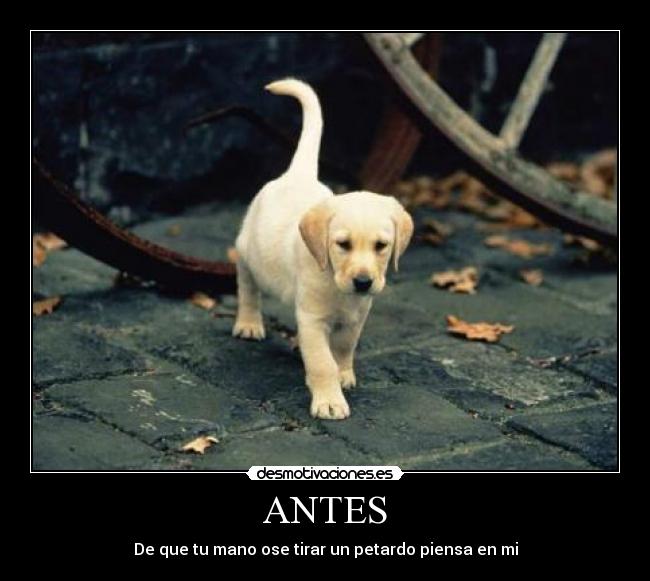 ANTES - De que tu mano ose tirar un petardo piensa en mi