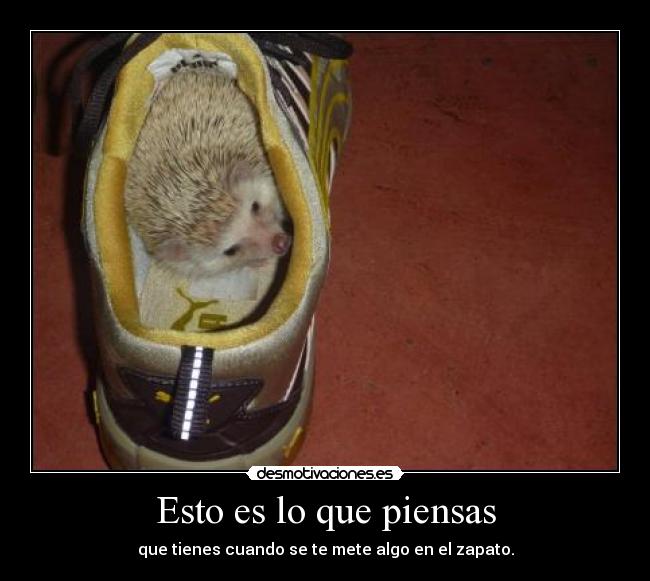 Esto es lo que piensas - que tienes cuando se te mete algo en el zapato.