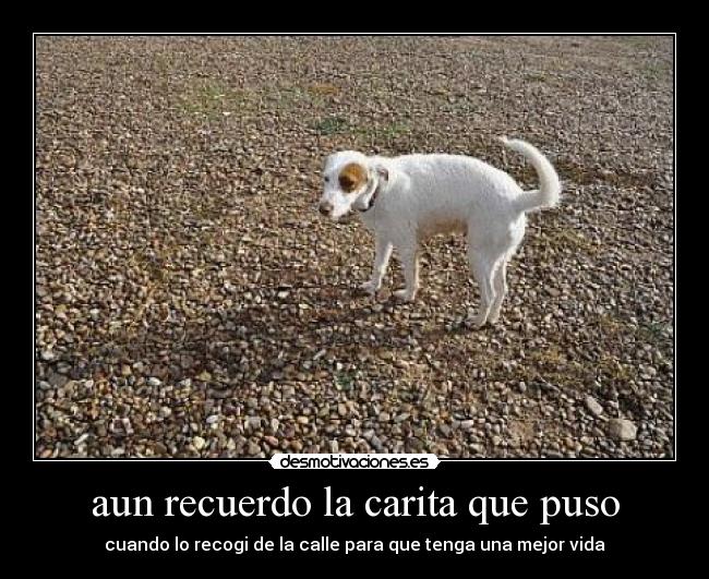 aun recuerdo la carita que puso - cuando lo recogi de la calle para que tenga una mejor vida